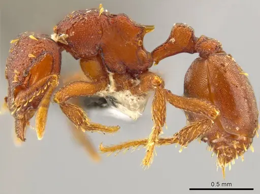 Octostruma cyrtinotum specimen