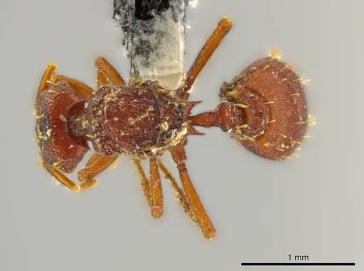 Octostruma cyrtinotum - CASENT0627372