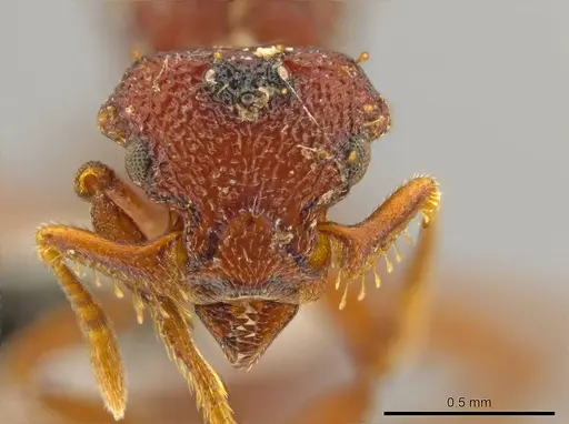 Octostruma cyrtinotum - CASENT0627372