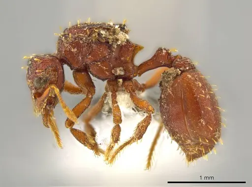 Octostruma cyrtinotum - CASENT0627372