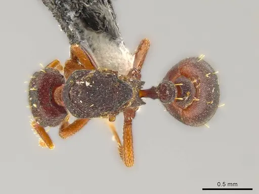 Octostruma excertirugis specimen