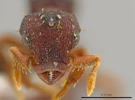 Octostruma excertirugis specimen