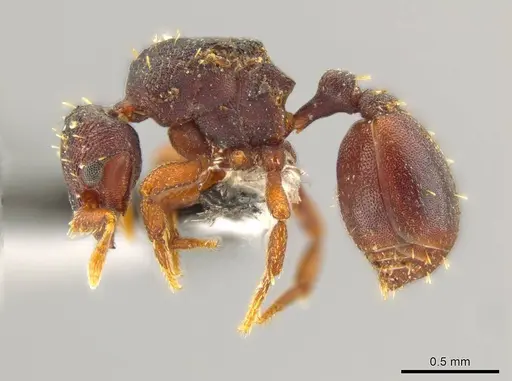 Octostruma excertirugis specimen