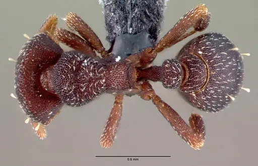 Octostruma gymnogon specimen