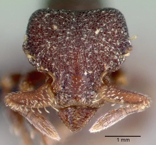 Octostruma gymnogon specimen