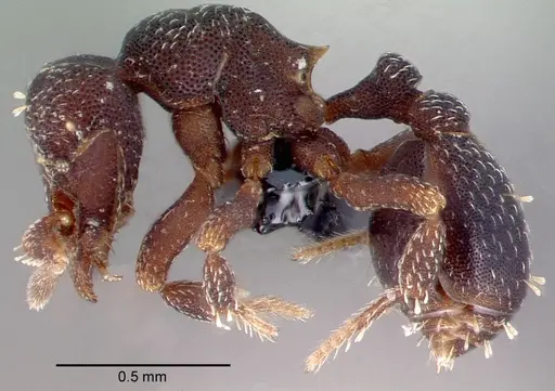 Octostruma gymnogon specimen