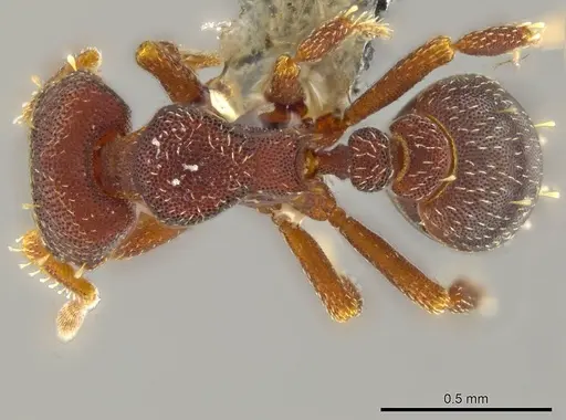 Octostruma gymnogon - CASENT0627379