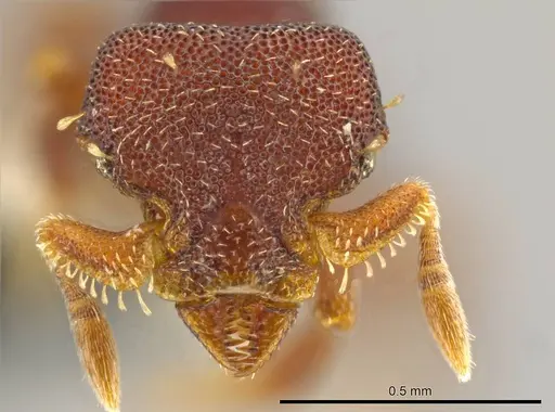 Octostruma gymnogon - CASENT0627379