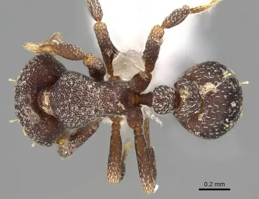 Octostruma gymnogon - CASENT0914909