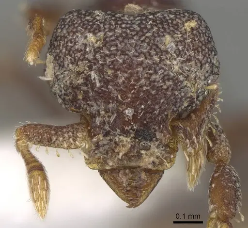 Octostruma gymnogon - CASENT0914909
