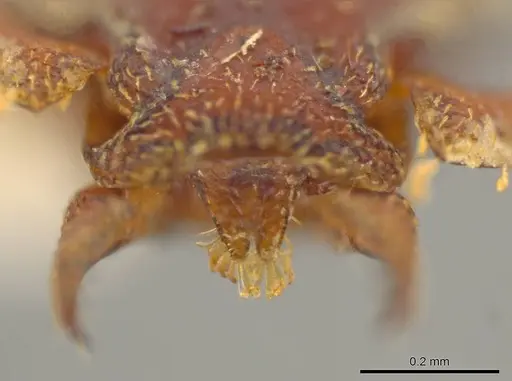 Octostruma gymnosoma specimen