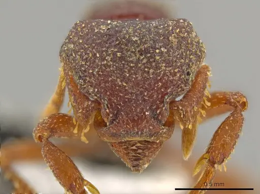 Octostruma gymnosoma - JTLC000015356