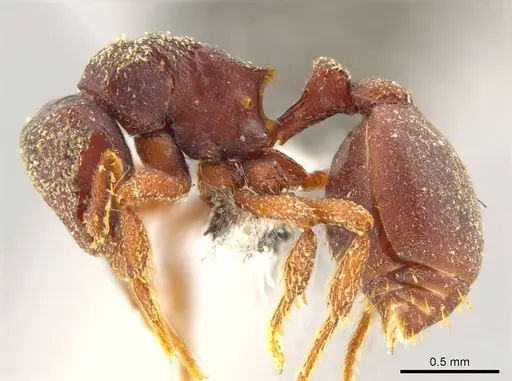 Octostruma gymnosoma - JTLC000015356