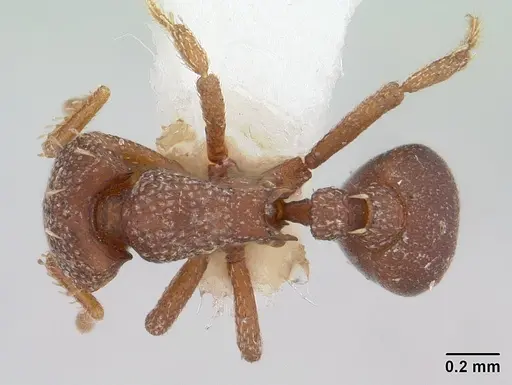 Octostruma iheringi specimen