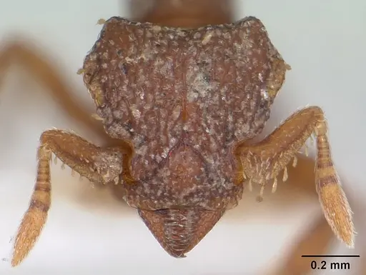 Octostruma iheringi specimen