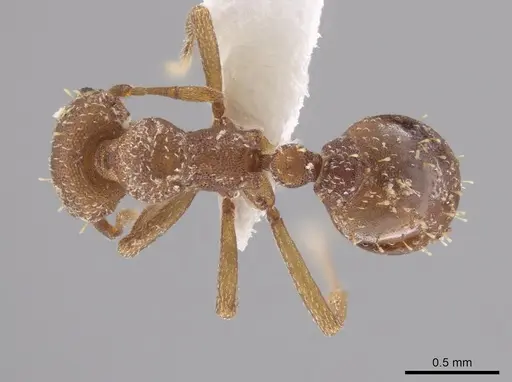 Octostruma impressa specimen