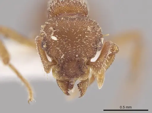 Octostruma impressa specimen