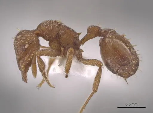 Octostruma impressa specimen