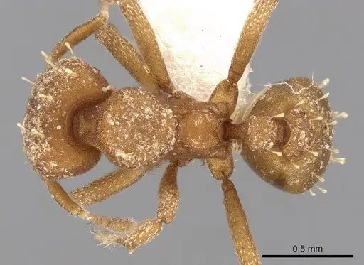 Octostruma inca specimen