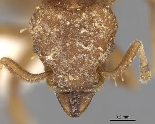 Octostruma inca specimen