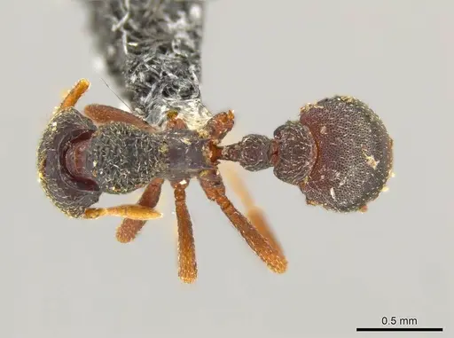 Octostruma leptoceps specimen