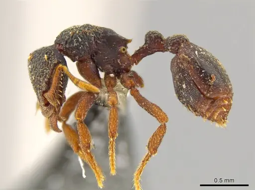 Octostruma leptoceps specimen