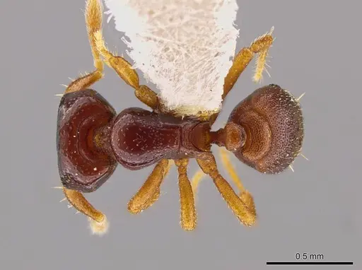 Octostruma limbifrons specimen