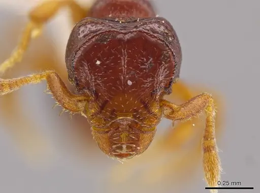 Octostruma limbifrons specimen