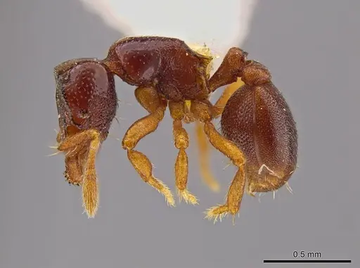 Octostruma limbifrons specimen