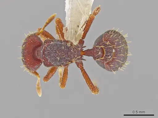 Octostruma lutzi specimen