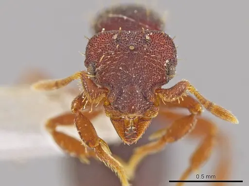 Octostruma lutzi specimen