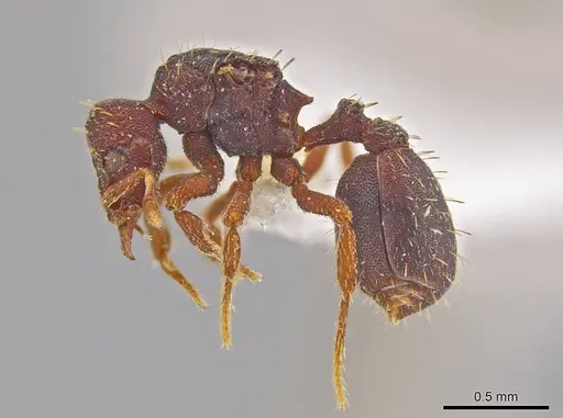 Octostruma lutzi specimen