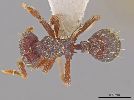 Octostruma lutzi - CASENT0630337