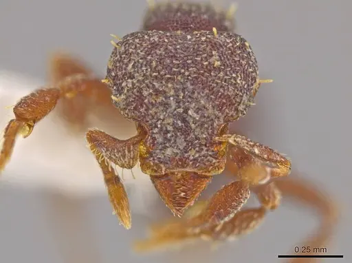 Octostruma lutzi - CASENT0630337