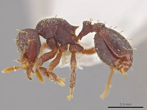 Octostruma lutzi - CASENT0630337