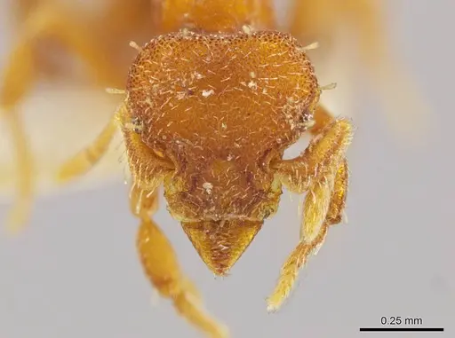 Octostruma lutzi - MCZ-ENT00303378