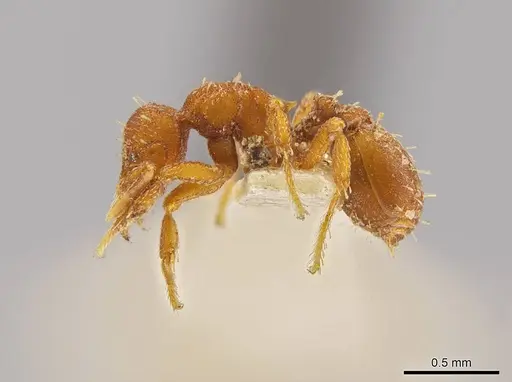 Octostruma lutzi - MCZ-ENT00303378