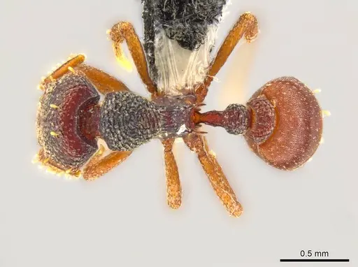 Octostruma montanis specimen