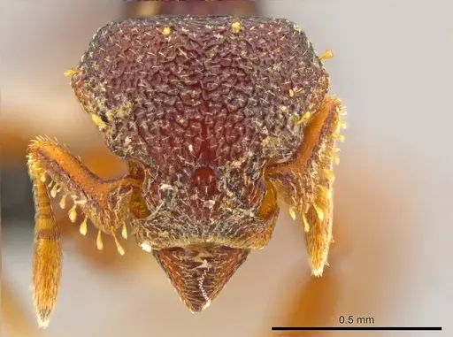 Octostruma montanis specimen