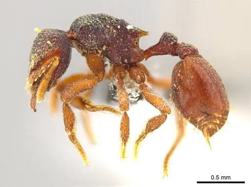 Octostruma montanis specimen