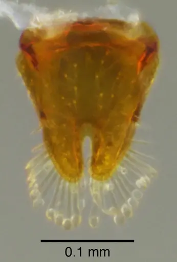 Octostruma montanis - CASENT0639996