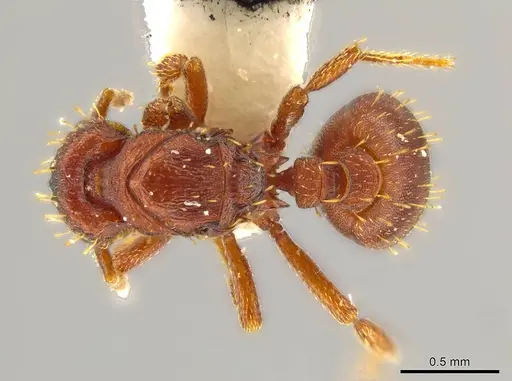 Octostruma obtusidens specimen