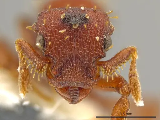 Octostruma obtusidens specimen