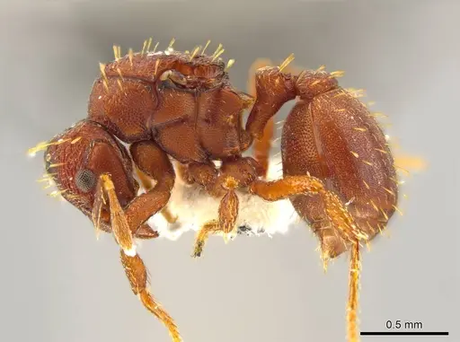 Octostruma obtusidens specimen