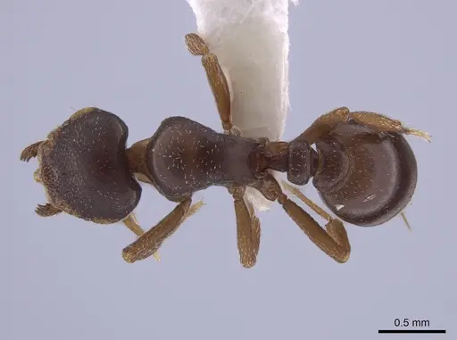 Octostruma petiolata specimen