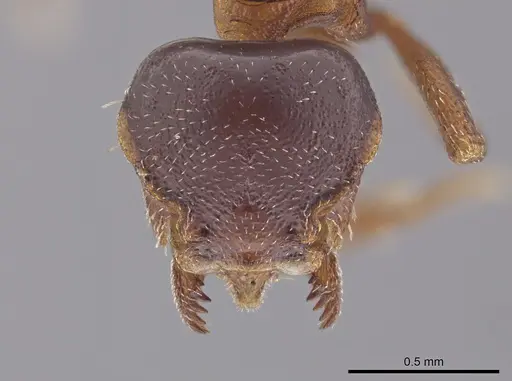 Octostruma petiolata specimen