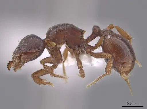 Octostruma petiolata specimen