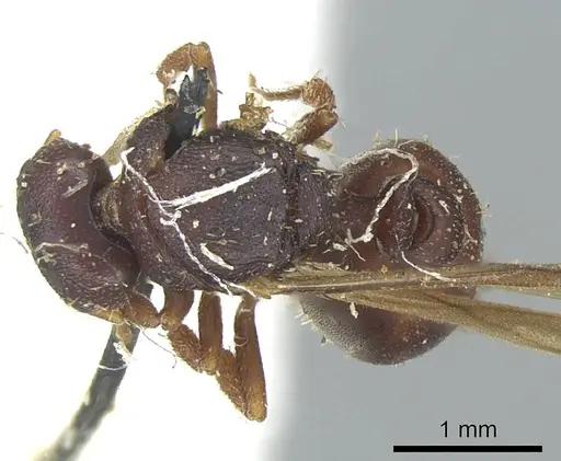 Octostruma petiolata - CASENT0915940