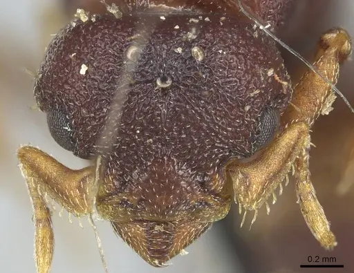 Octostruma petiolata - CASENT0915940