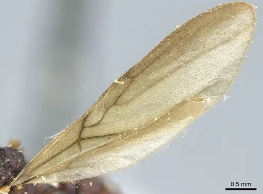 Octostruma petiolata - CASENT0915940